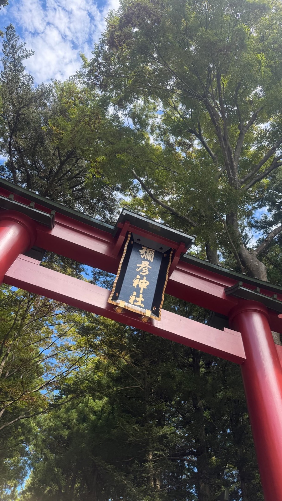 彌彦神社の朱色の大鳥居と、空へ伸びる木々